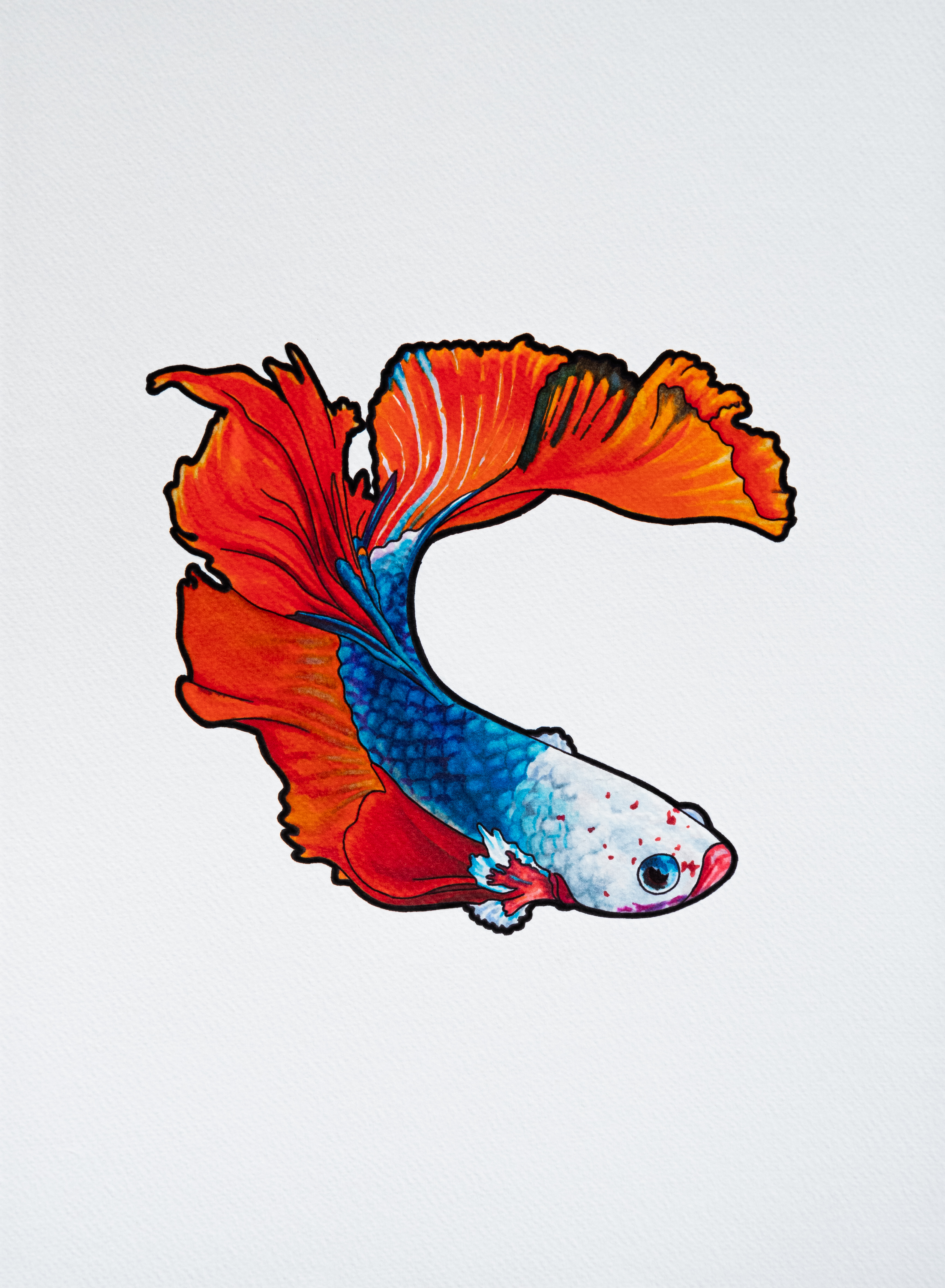 Betta Splendens