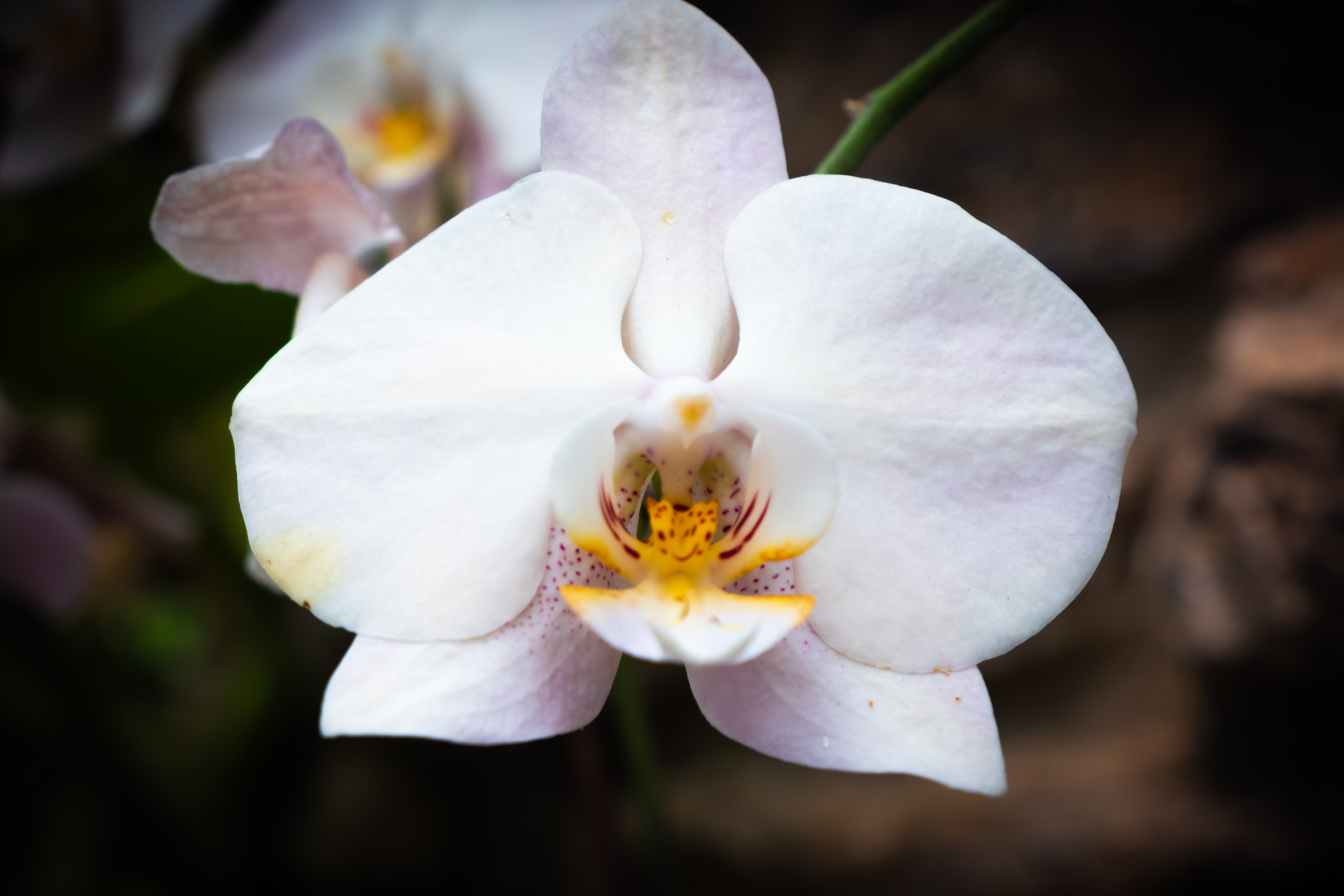 Botanical 01 a