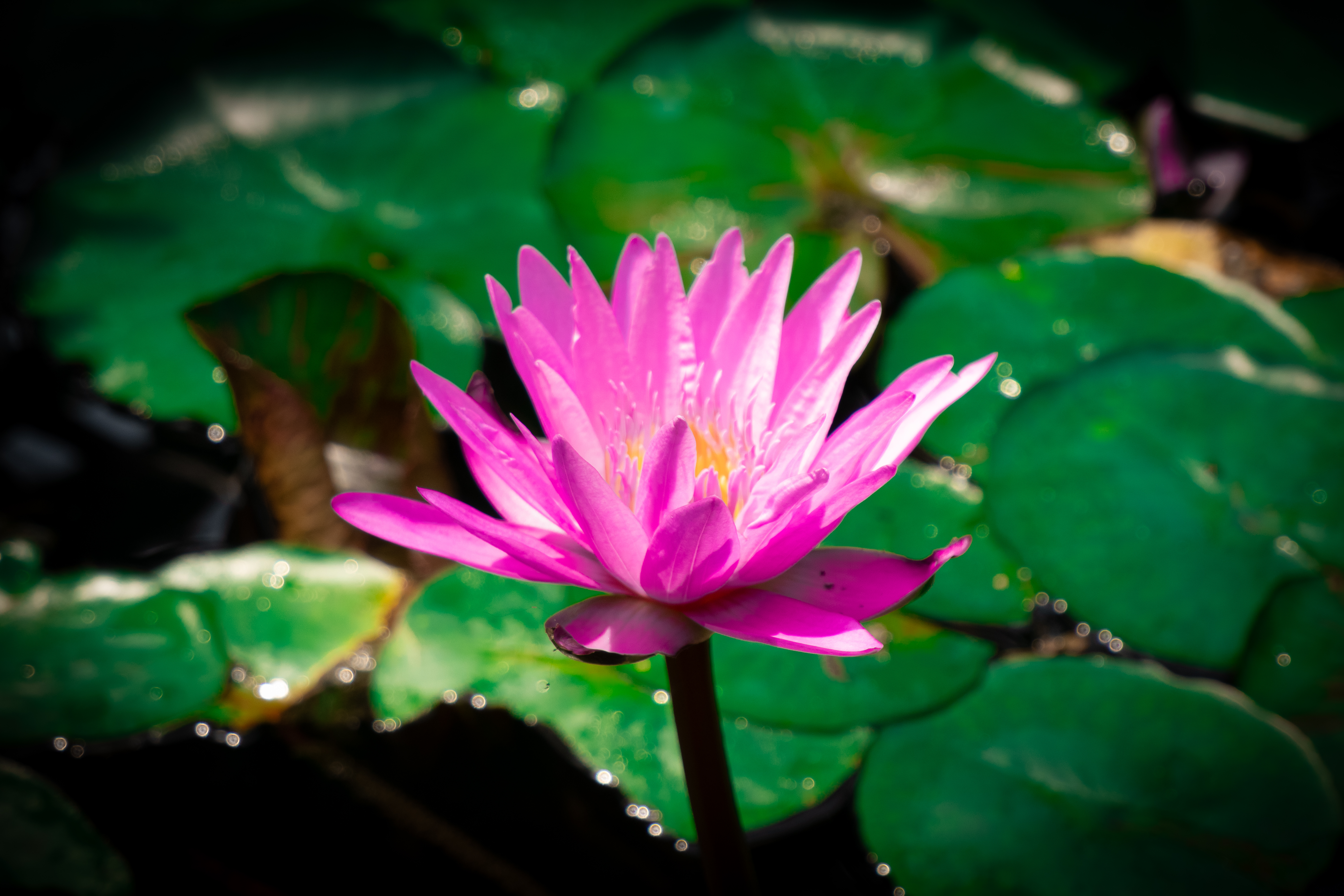 Botanical 01 b