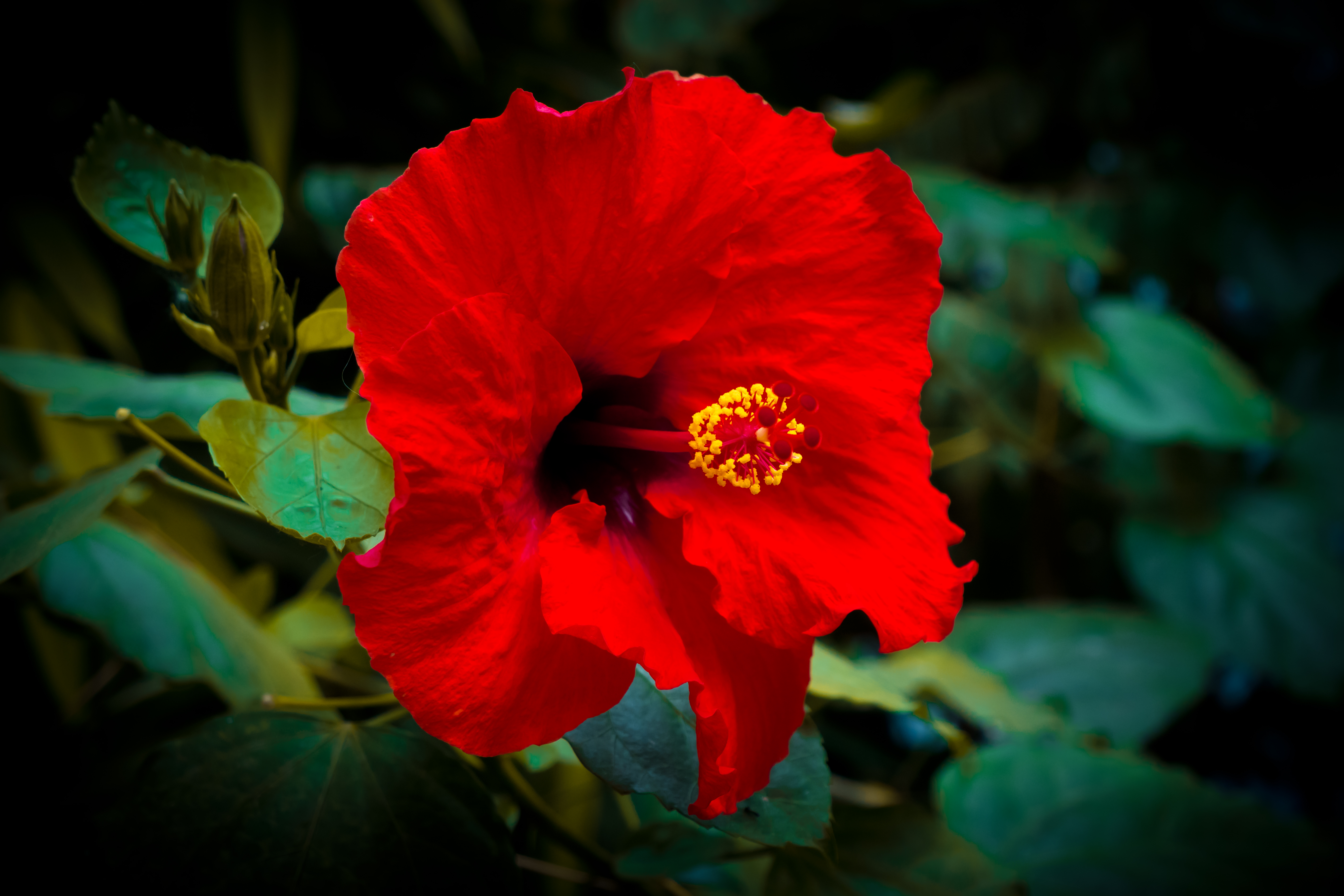 Botanical 01 c