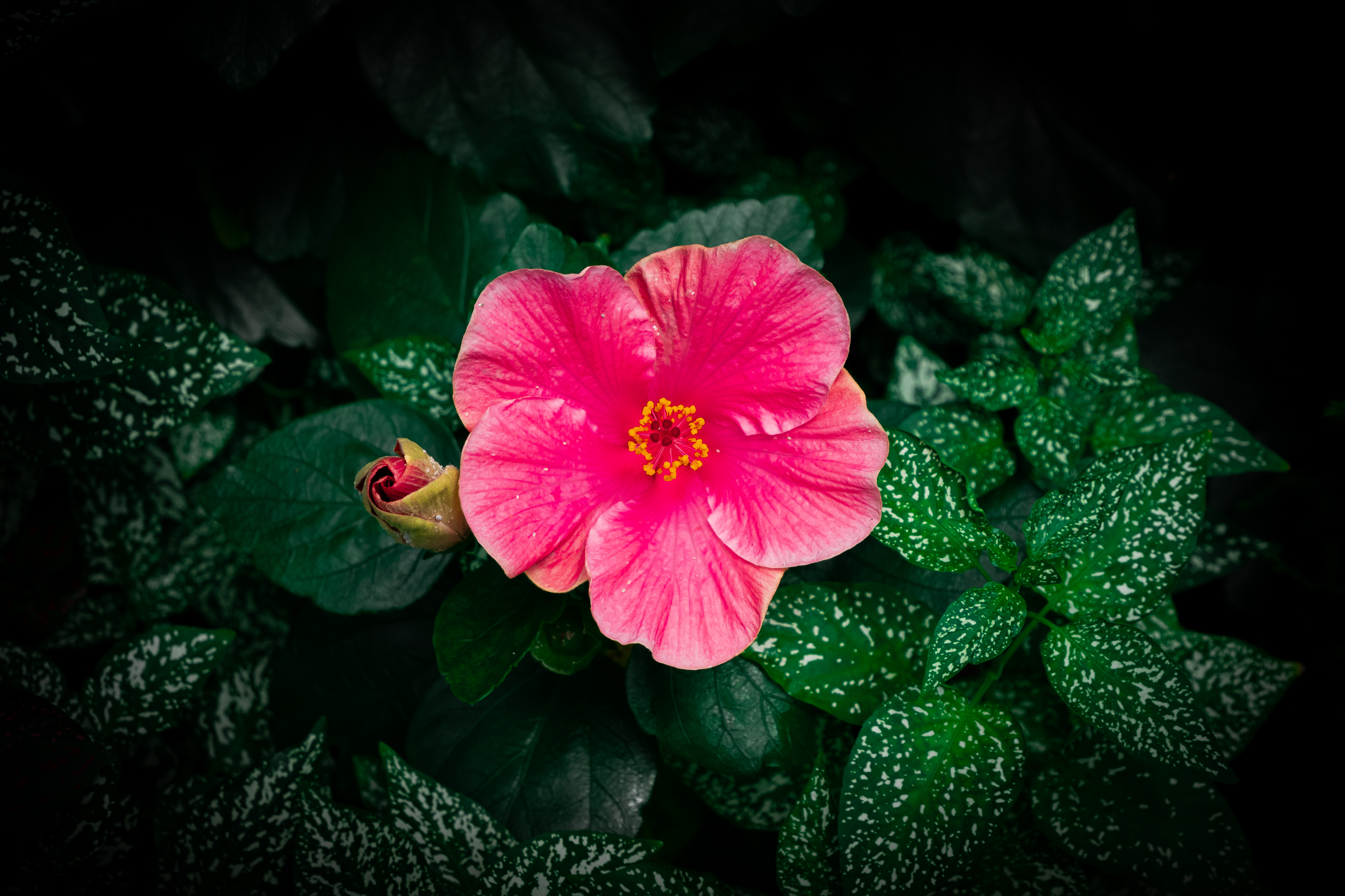 Botanical 01 d