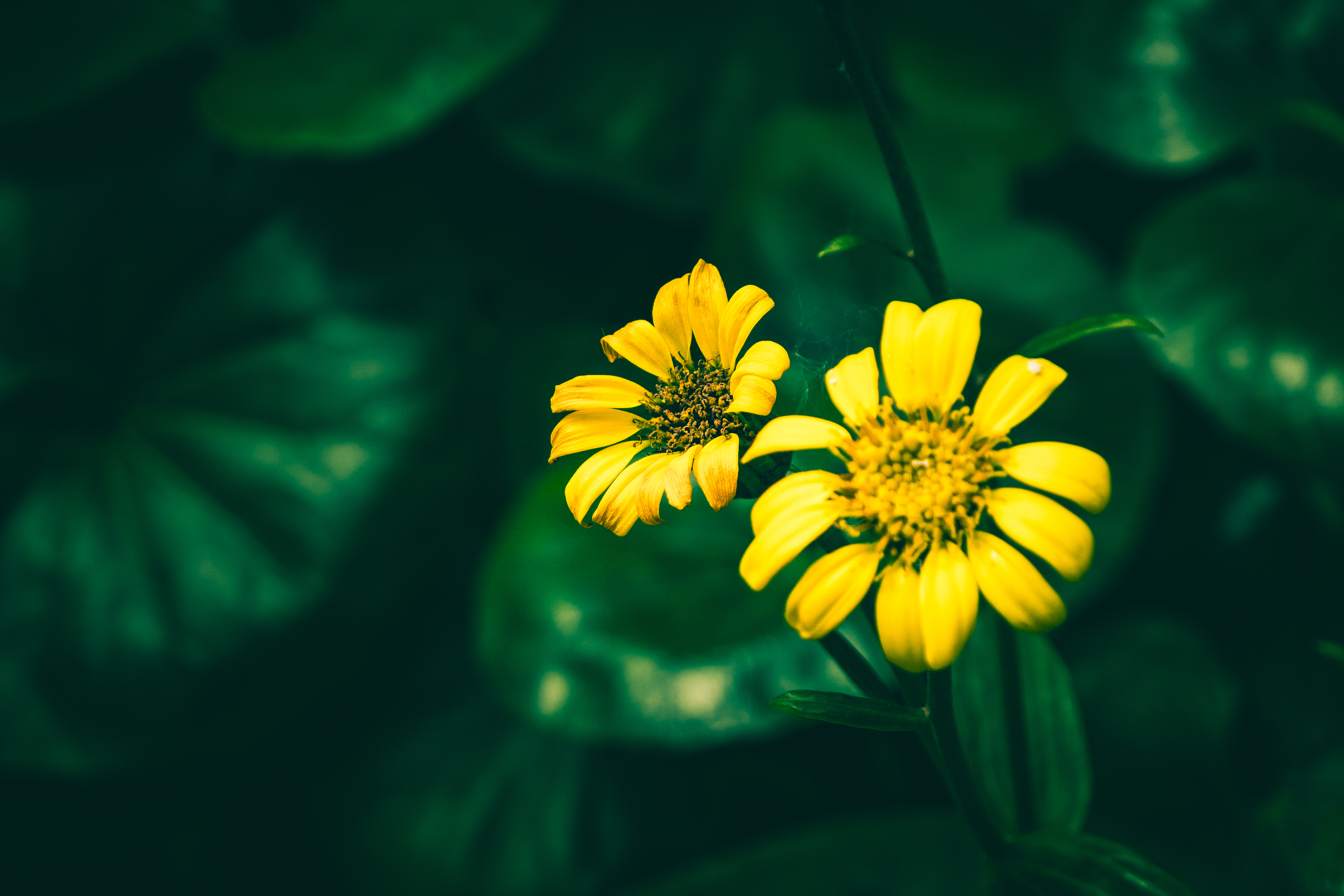 Botanical 01 e
