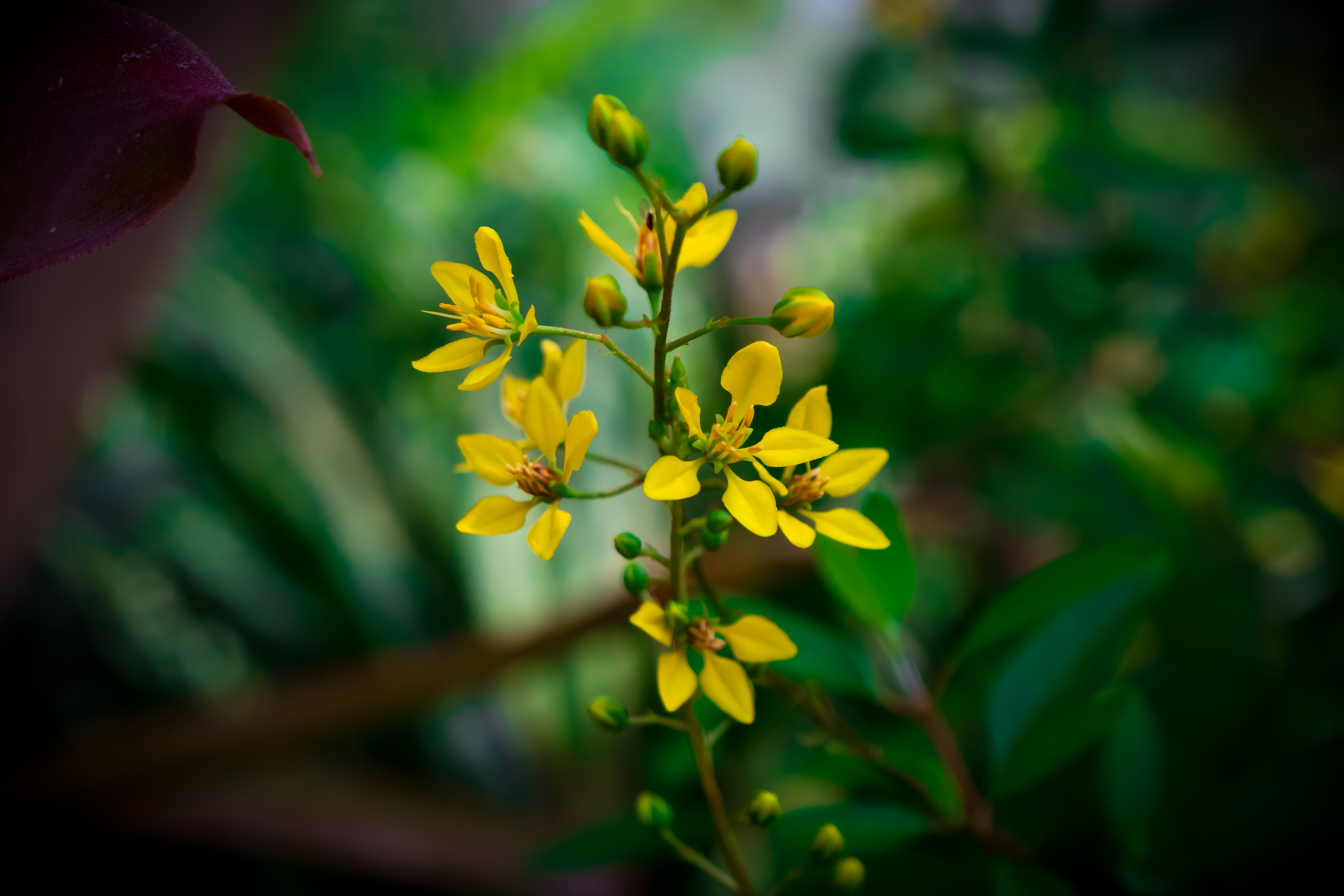 Botanical 01 g