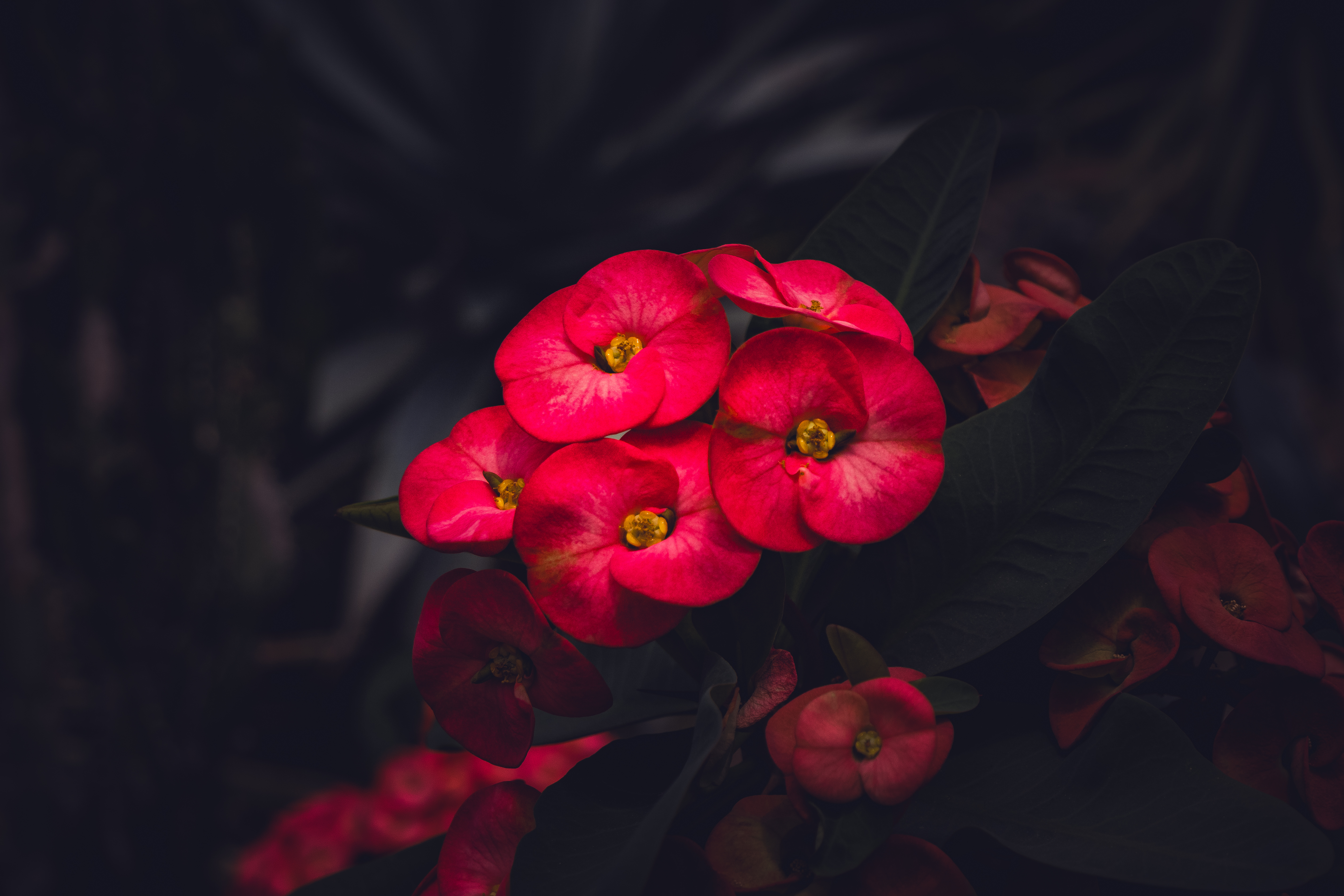 Botanical 01 h