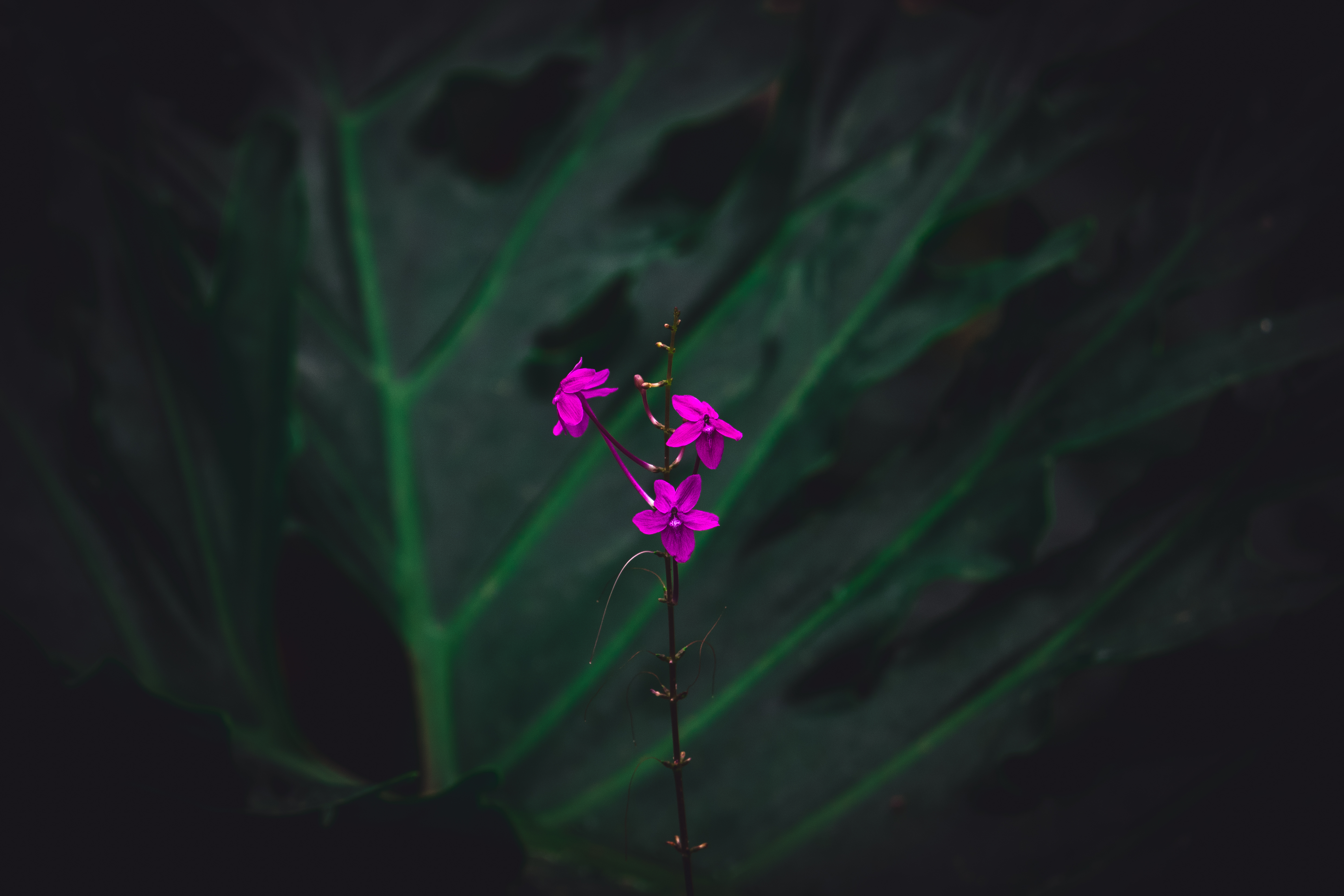 Botanical 01 a