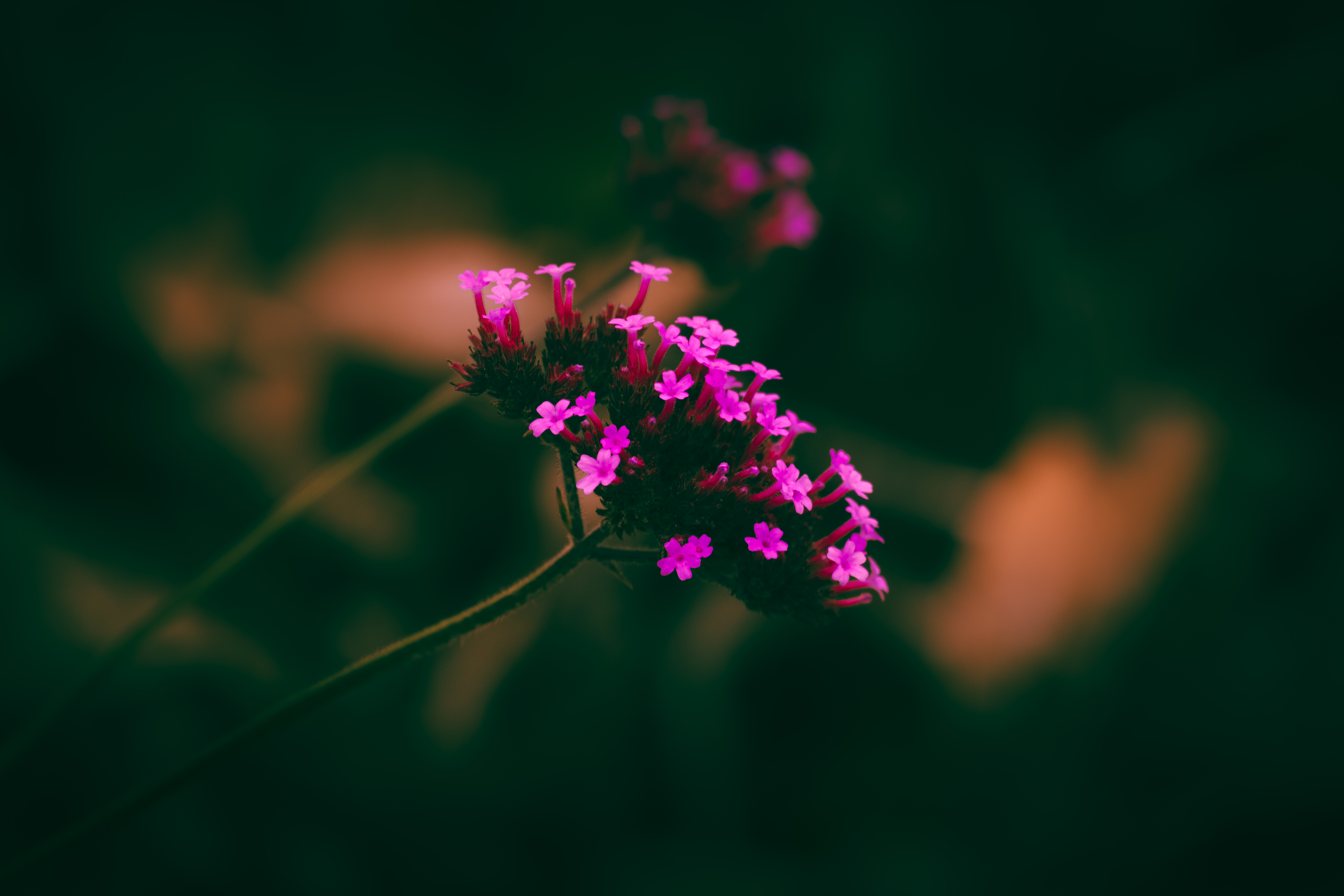 Botanical 01 b