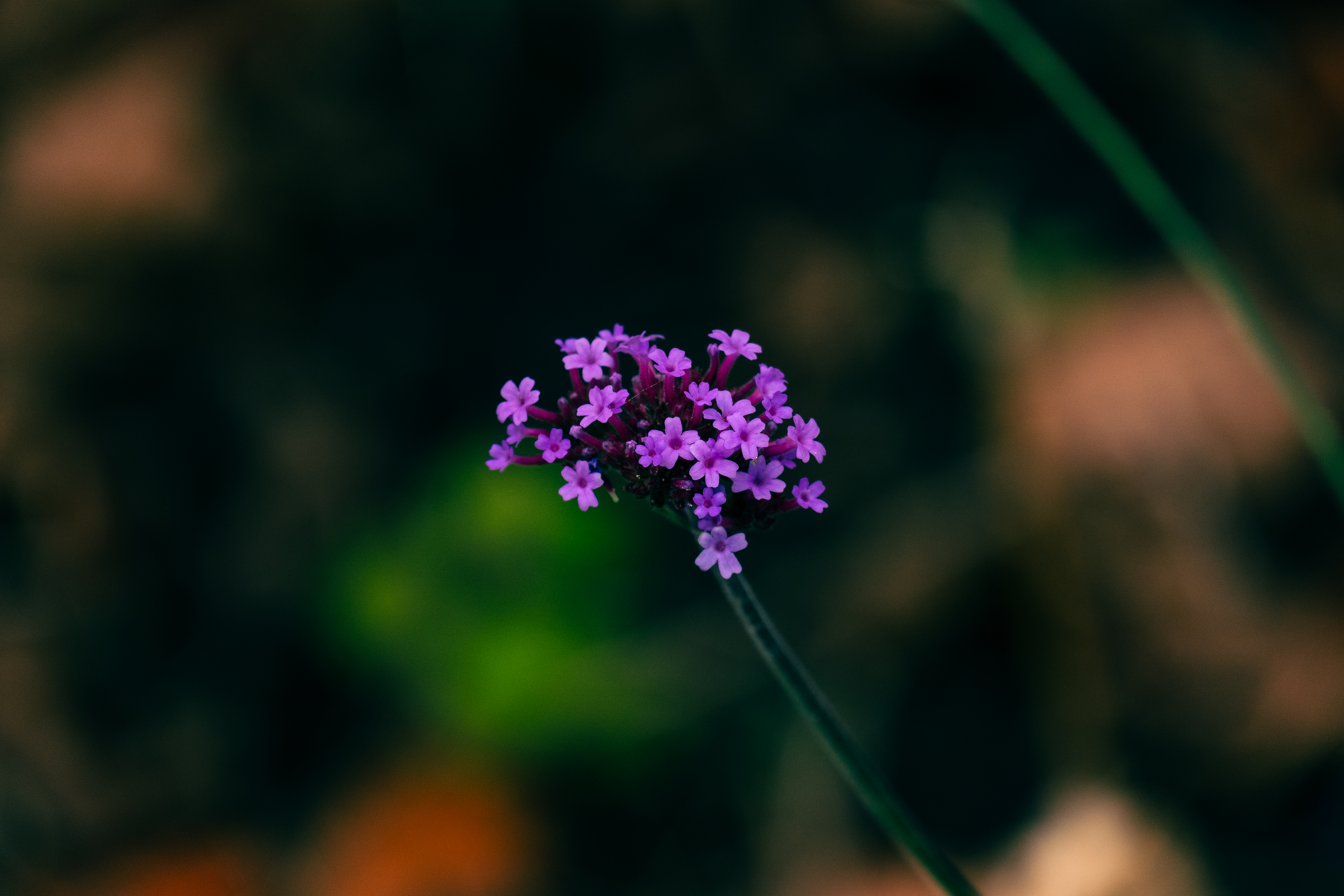 Botanical 01 c