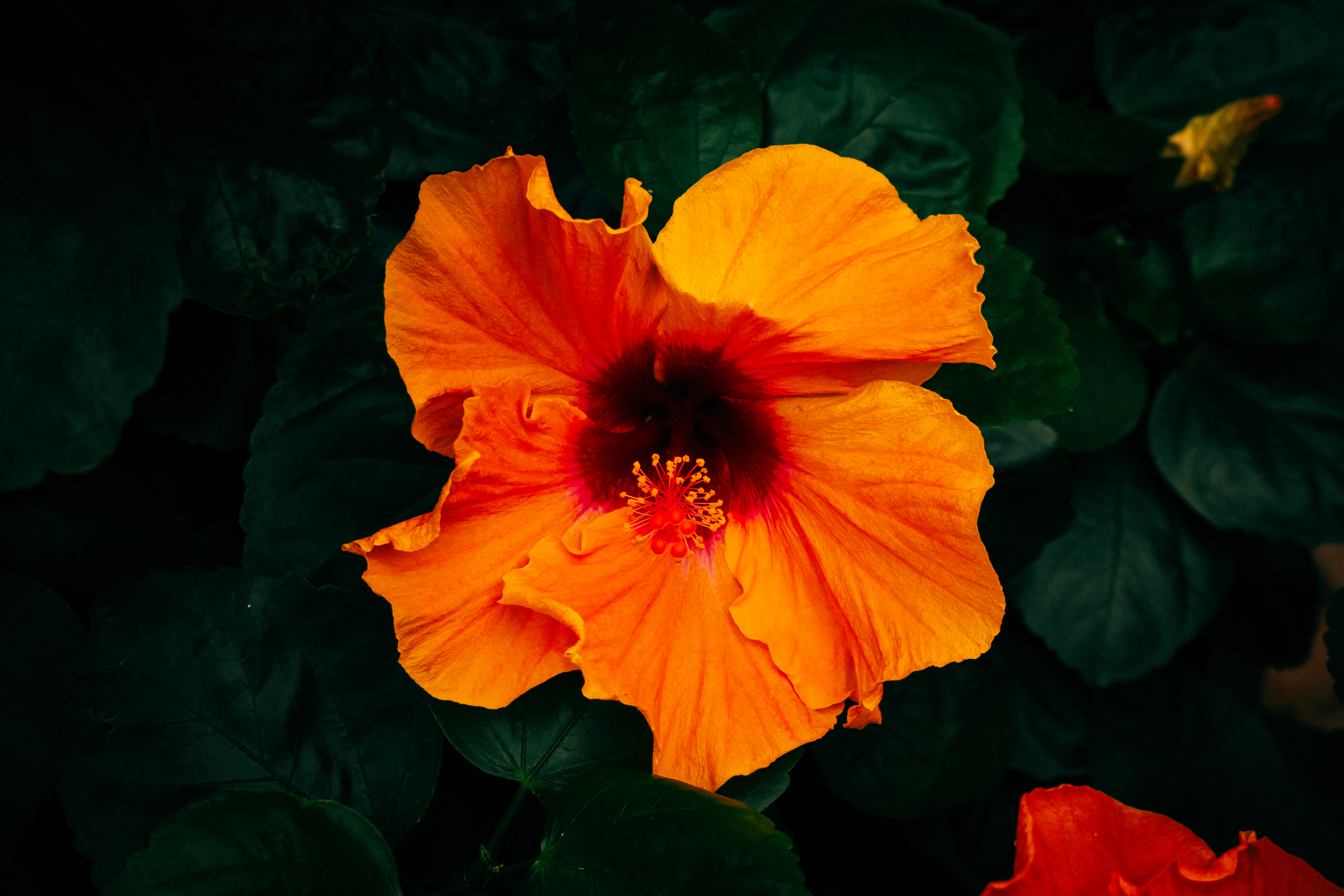 Botanical 01 d