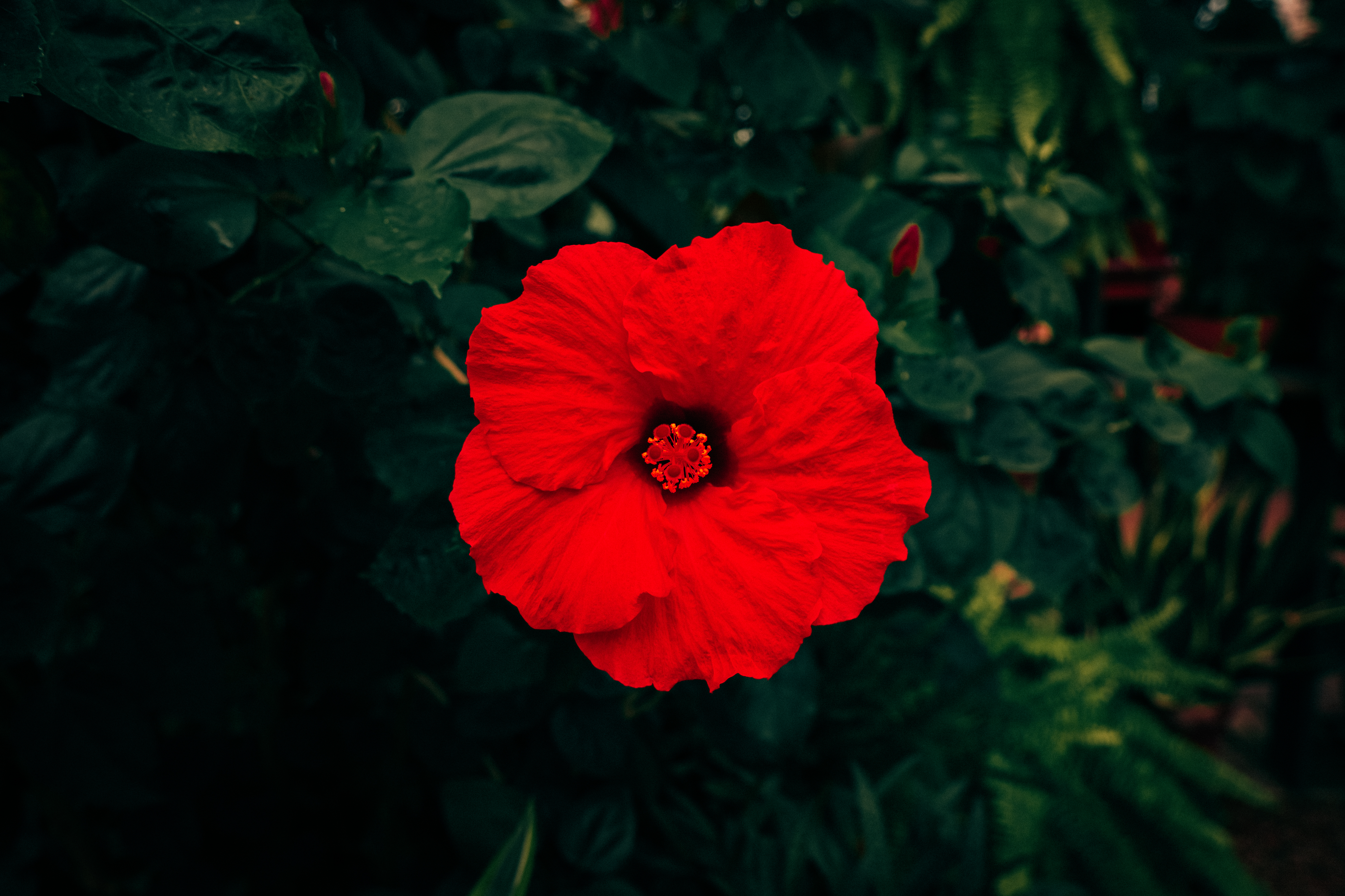 Botanical 01 e