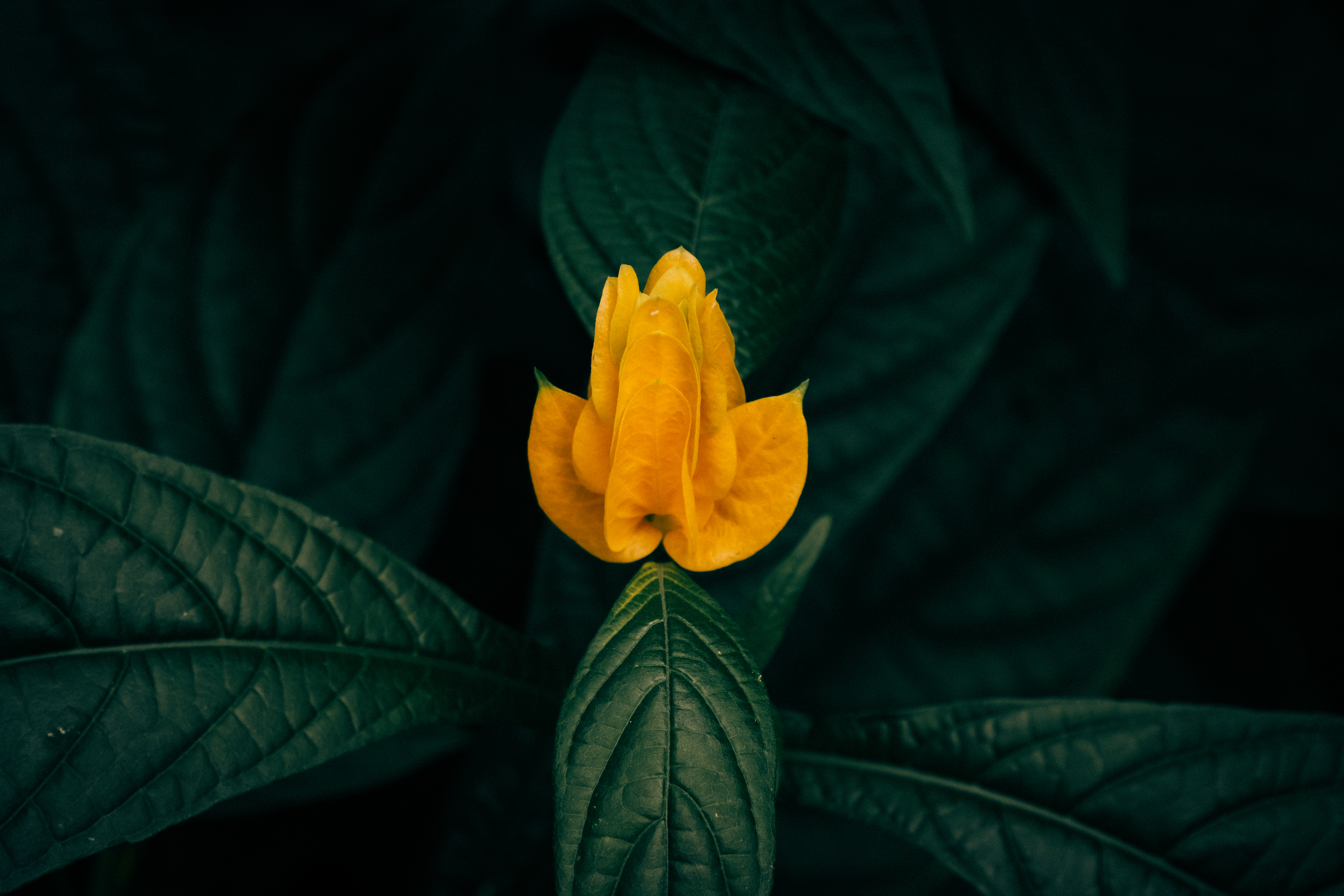 Botanical 01 f