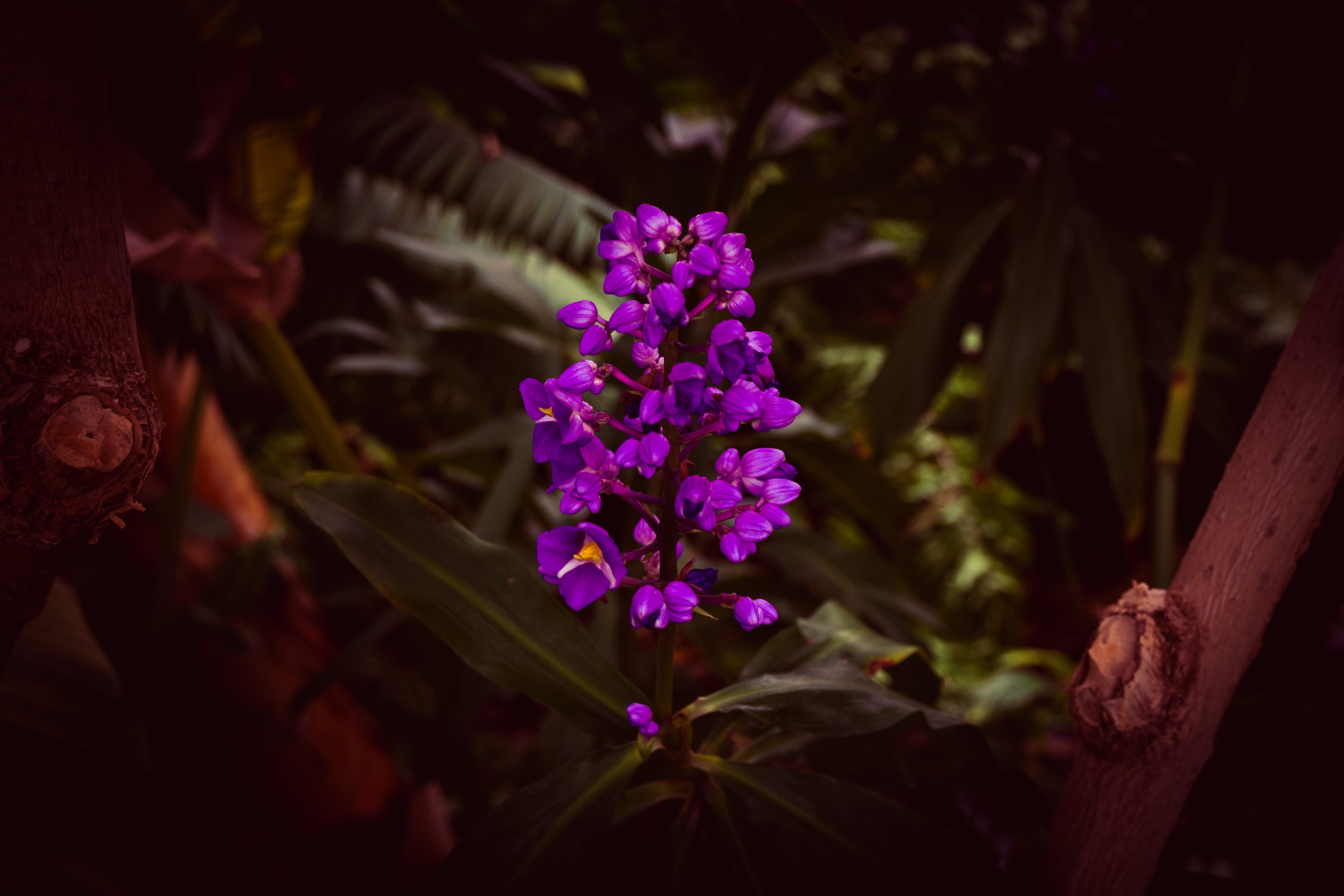 Botanical 01 g