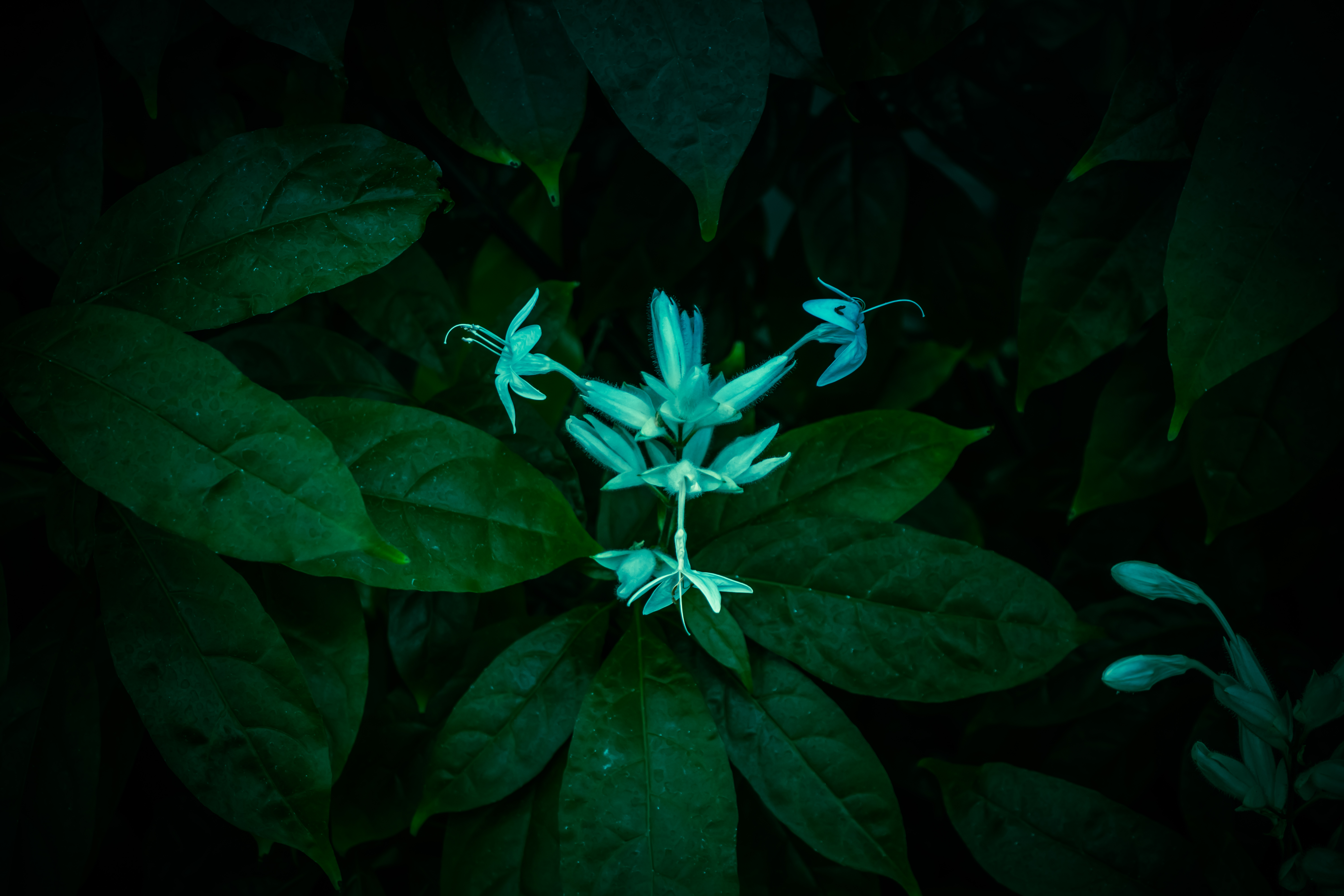 Botanical 01 h
