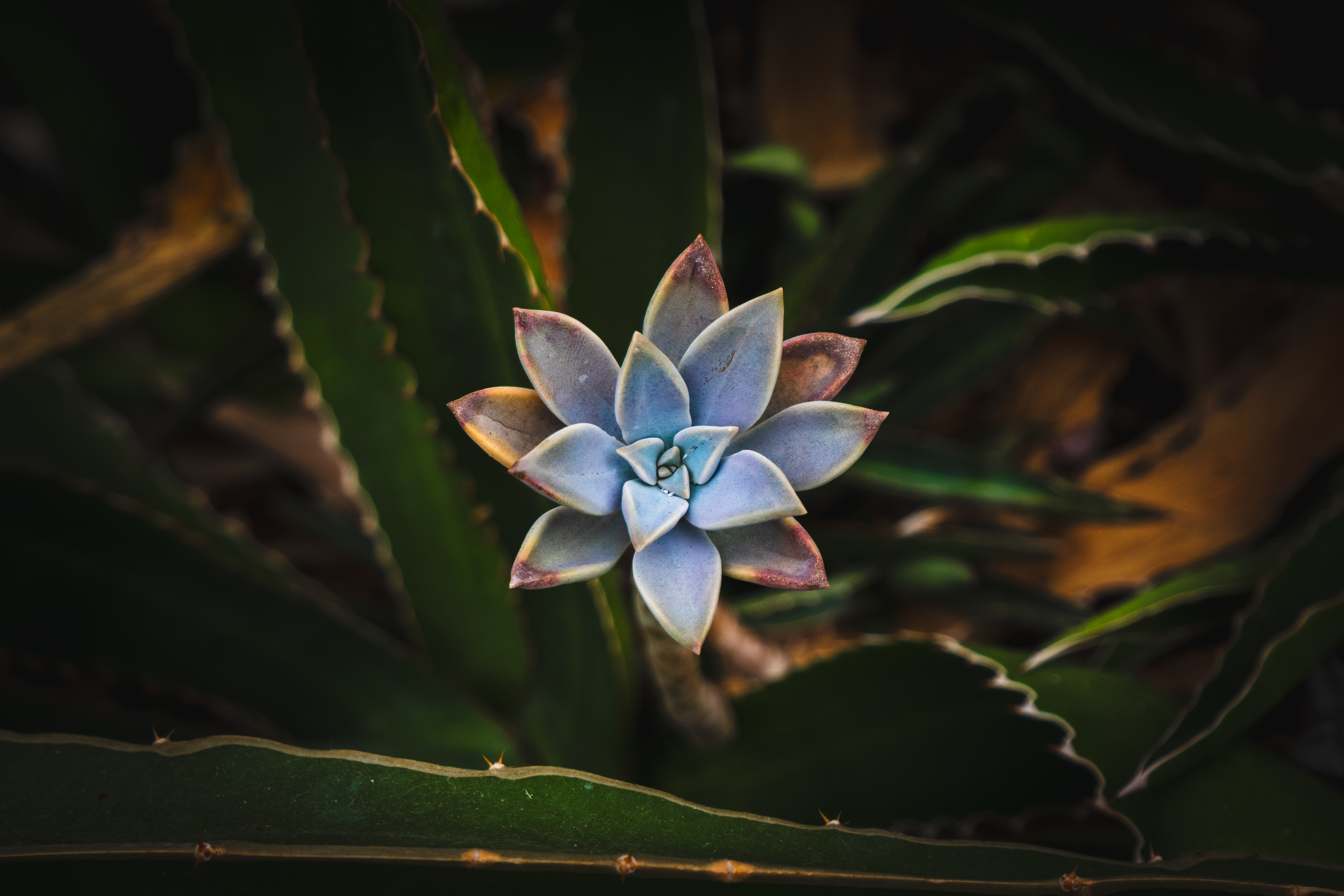 Botanical 01 i