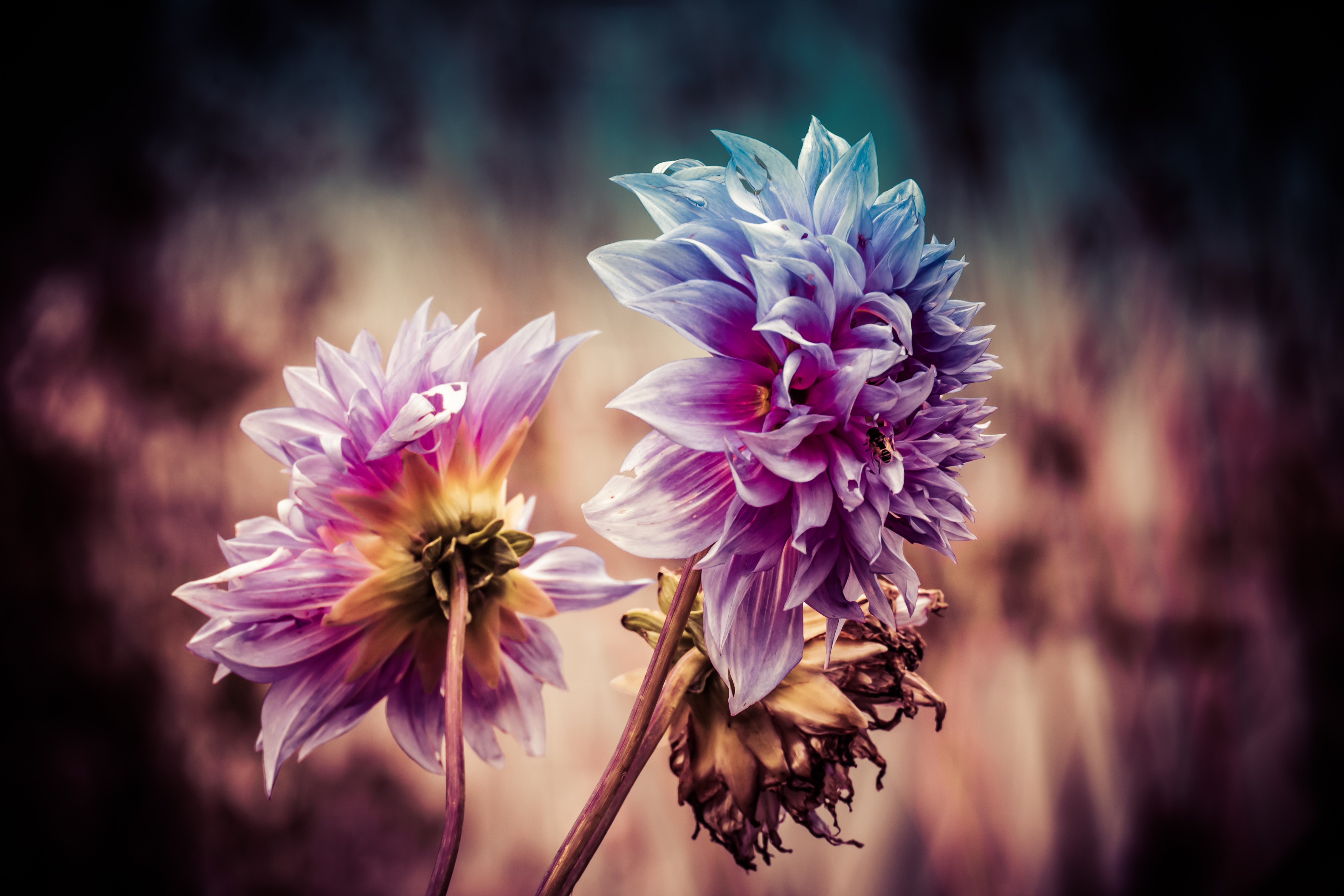 Botanical 01 j
