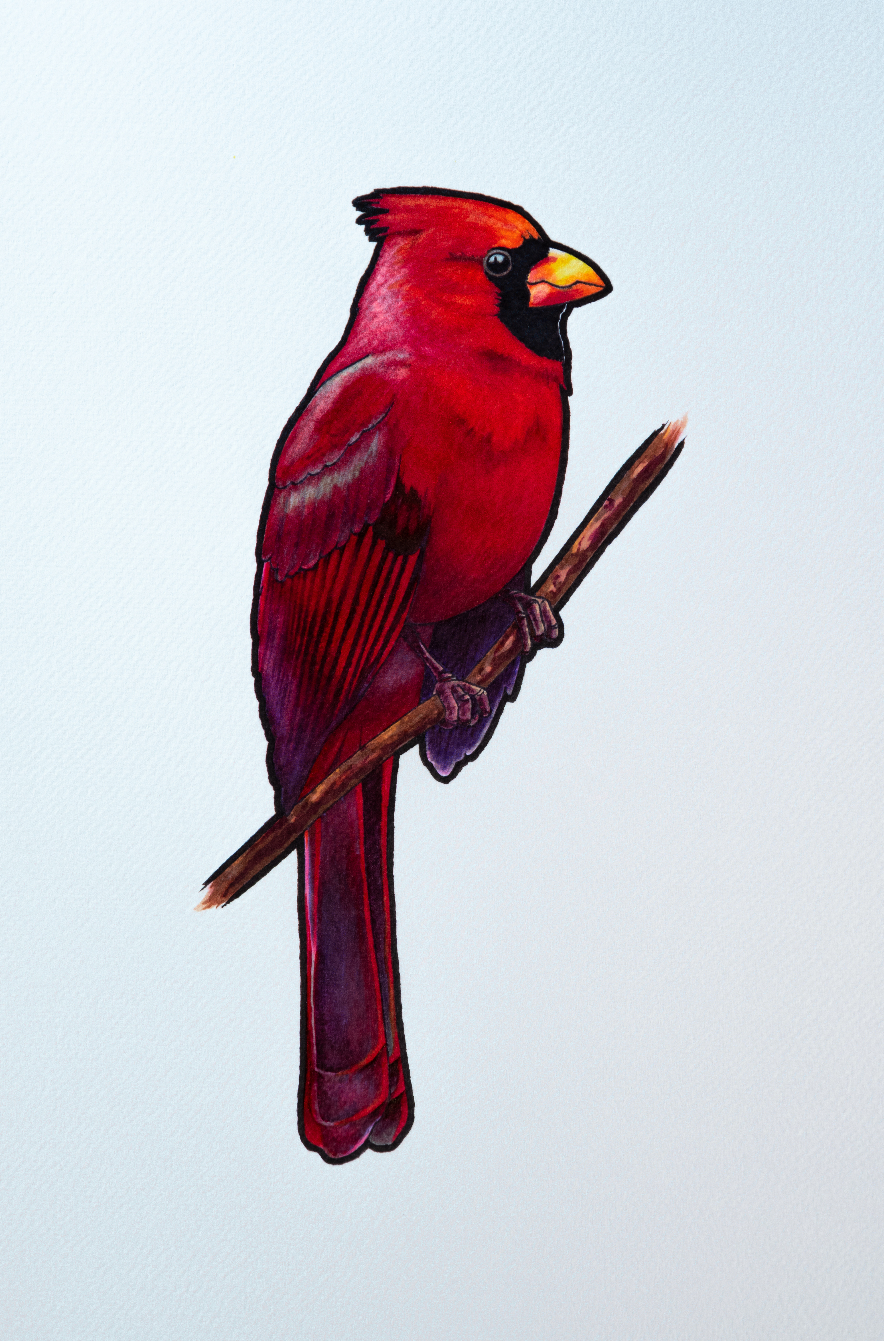 Cardinal