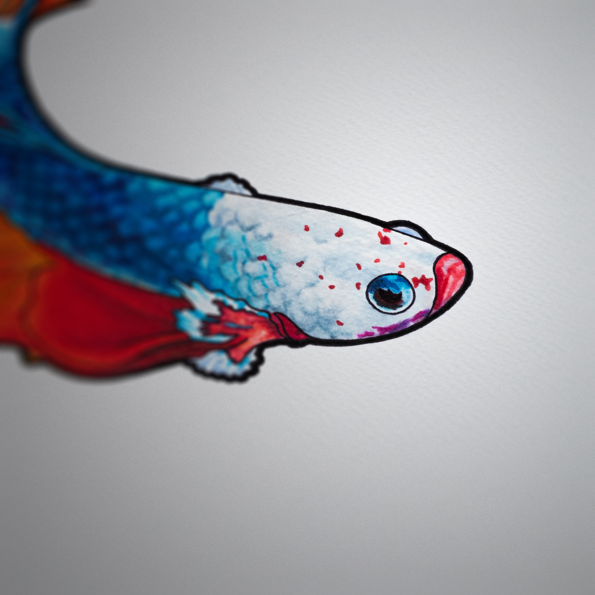 Betta Splendens preview