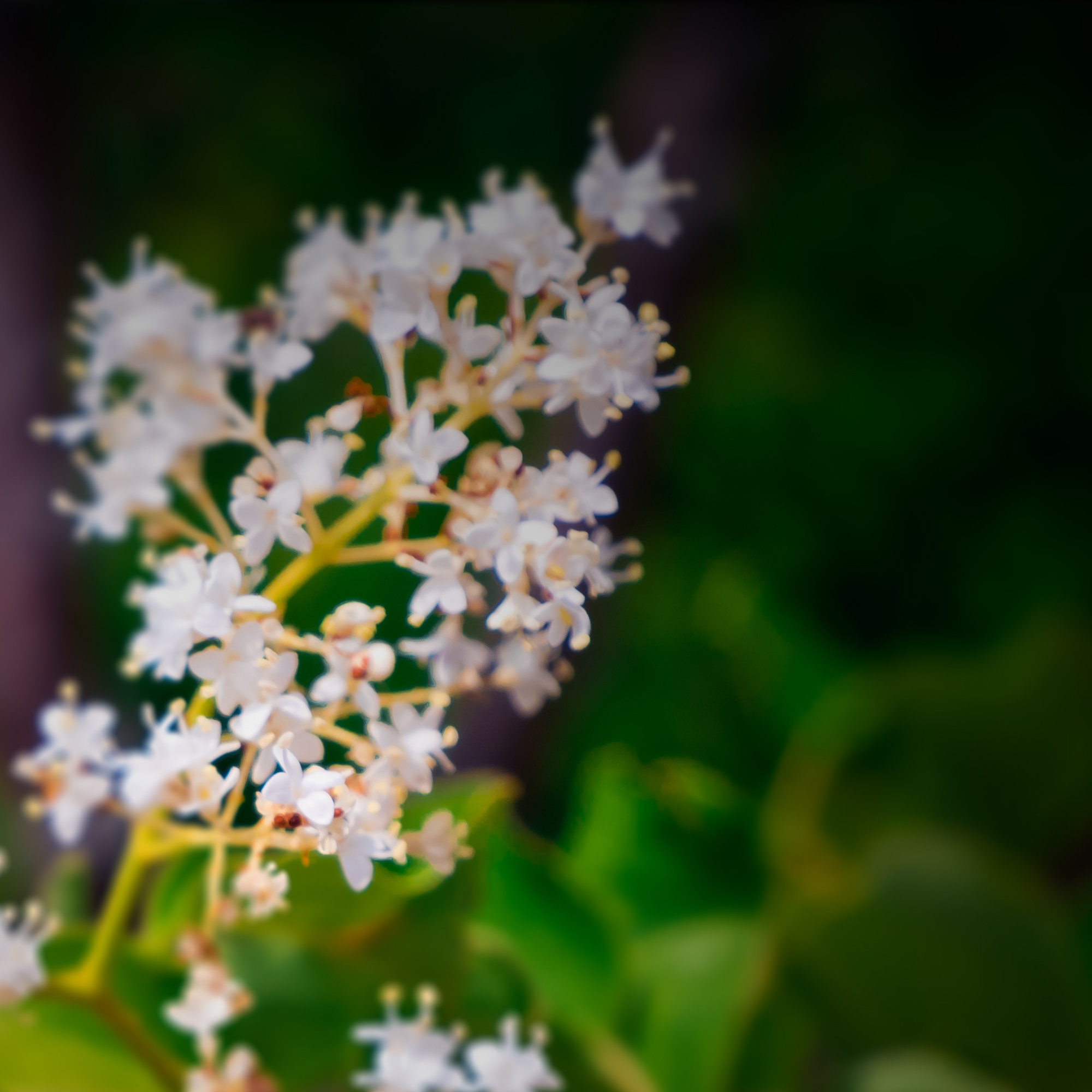 Botanical 01 preview