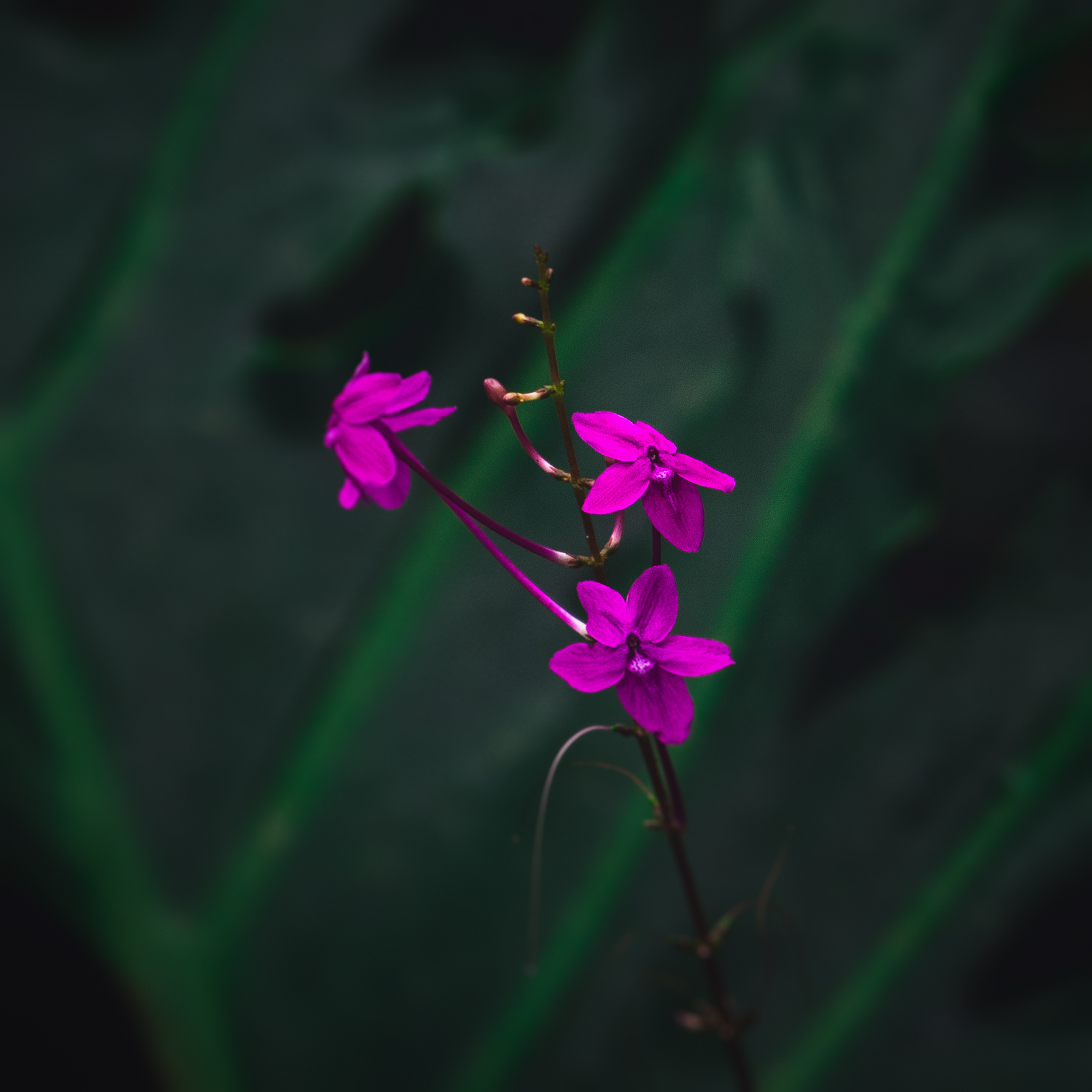 Botanical 02 preview
