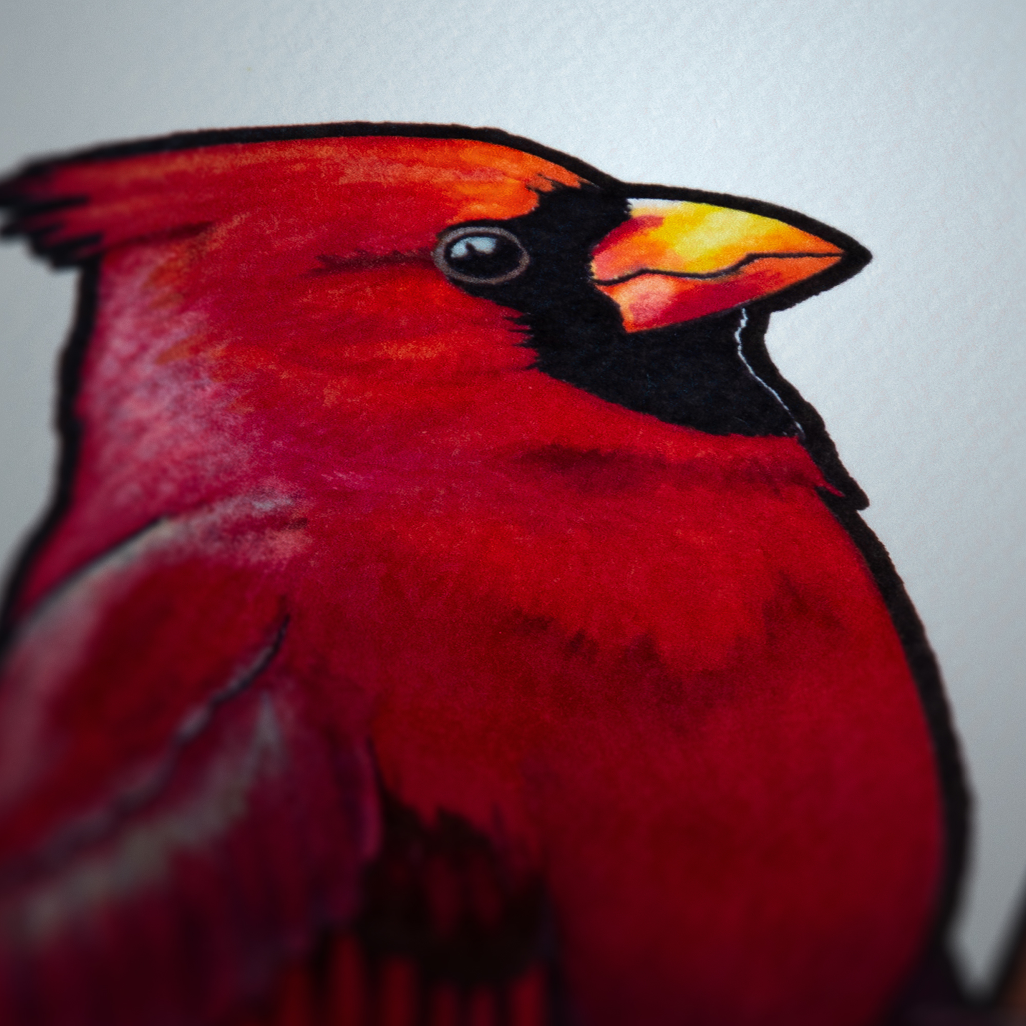 Cardinal preview